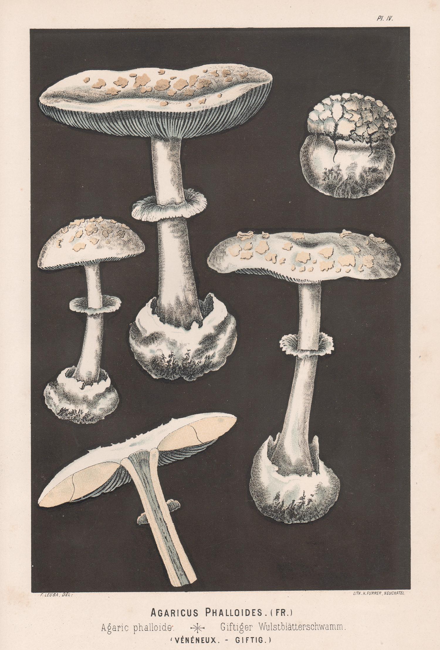 H Furrer after Fritz Leuba Still-Life Print - Agaricus Phalloides, Leuba antique mushroom fungi chromolithograph print