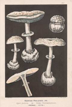 Agaricus Phalloides, impression chromolithographie champignon antique Leuba