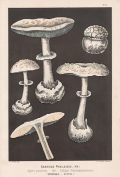 Agaricus Phalloides, Leuba Antique mushroom fungi chromolithograph print