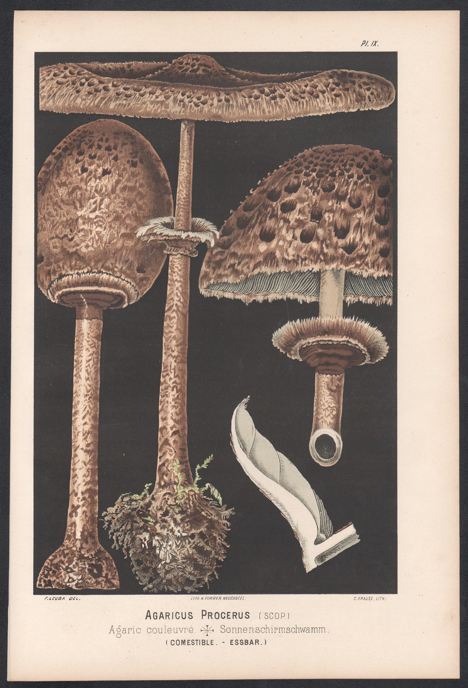 Agaricus Procerus, Fritz Leuba antique mushroom fungi chromolithograph, 1890 - Print by H Furrer after Fritz Leuba