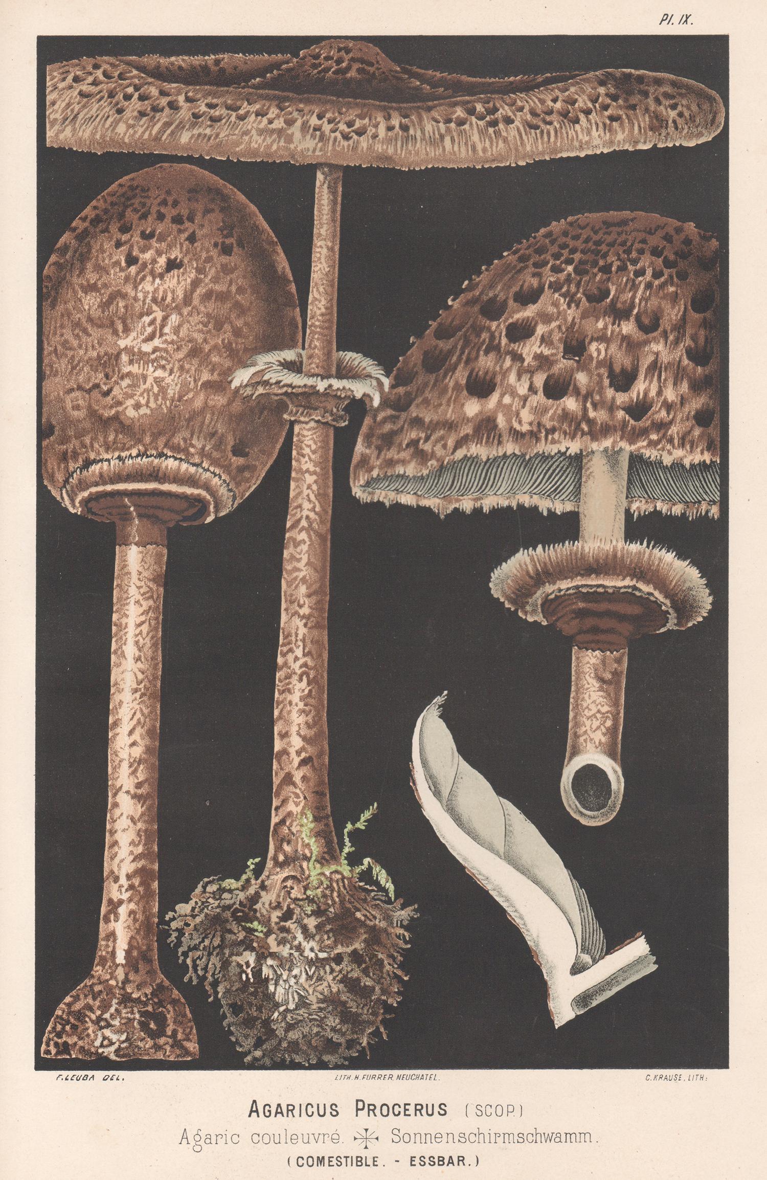 H Furrer after Fritz Leuba Still-Life Print - Agaricus Procerus, Fritz Leuba antique mushroom fungi chromolithograph, 1890