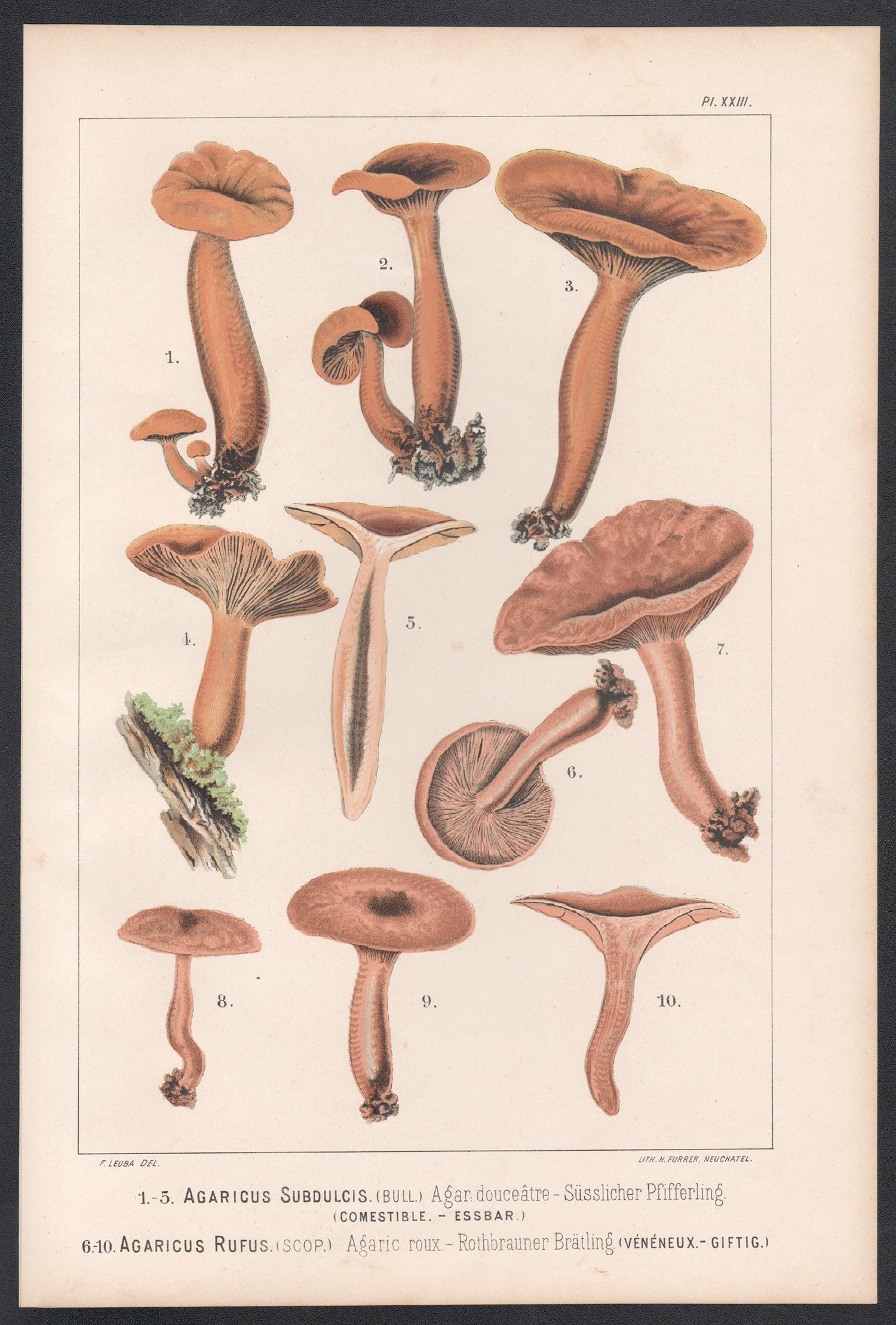 Agaricus Subdulcus / Rufus, Leuba antique mushroom fungi chromolithograph print - Print by H Furrer after Fritz Leuba