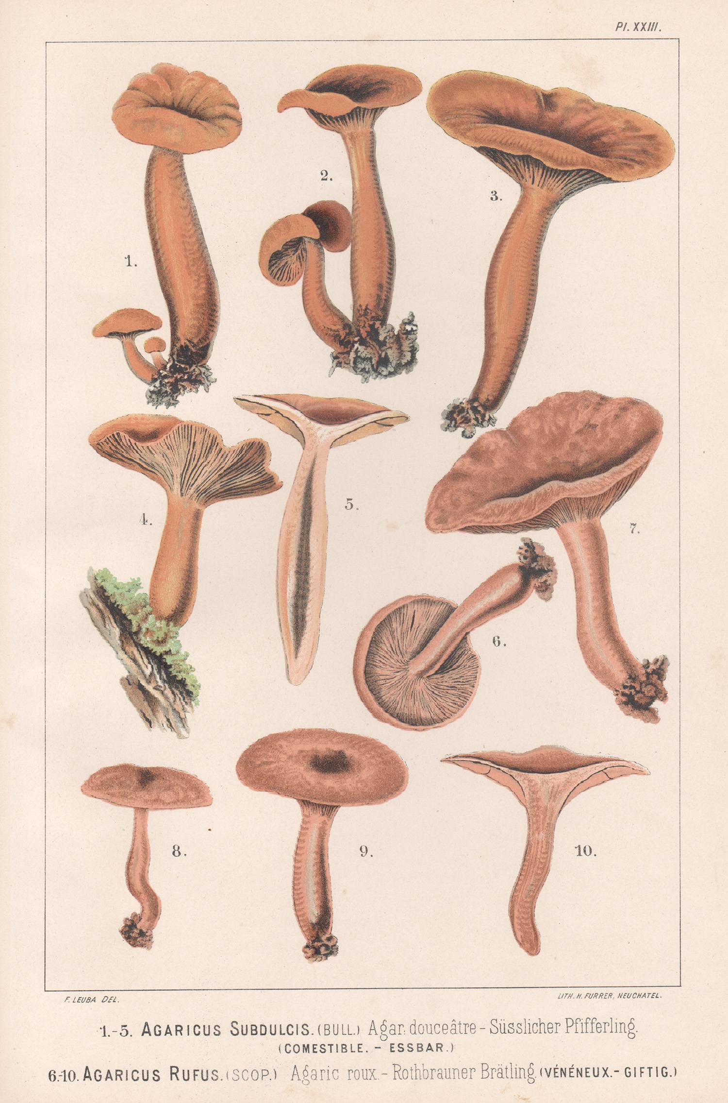 H Furrer after Fritz Leuba Still-Life Print - Agaricus Subdulcus / Rufus, Leuba antique mushroom fungi chromolithograph print