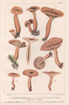 Agaricus Subdulcus / Rufus, Leuba antique mushroom fungi chromolithograph print