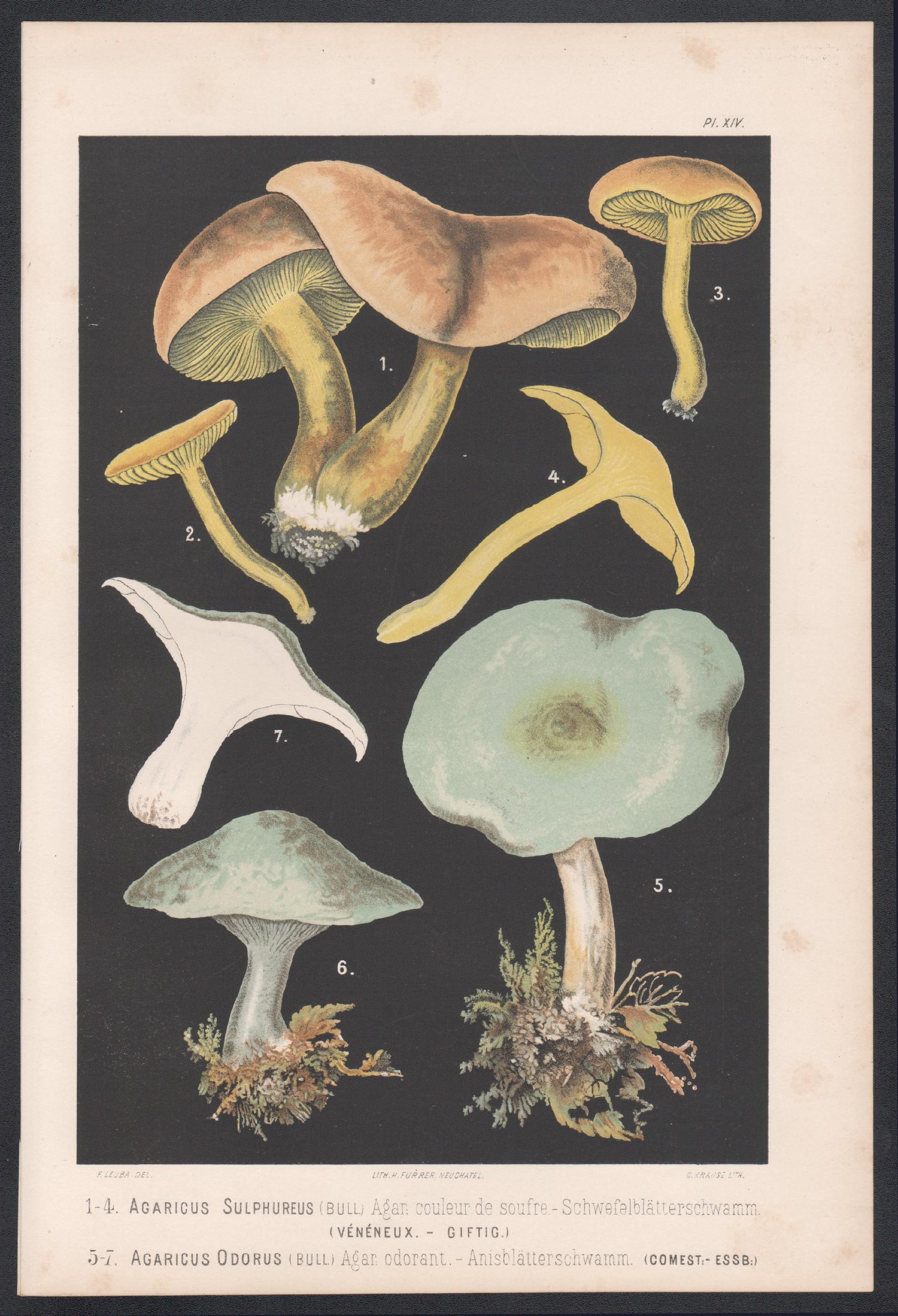 Agaricus Sulphureus, Fritz Leuba antique mushroom fungi chromolithograph, 1890 - Print by H Furrer after Fritz Leuba