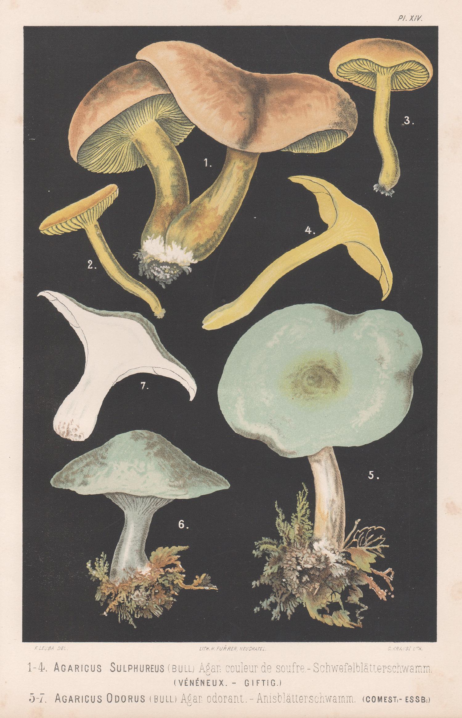 H Furrer after Fritz Leuba Still-Life Print - Agaricus Sulphureus, Fritz Leuba antique mushroom fungi chromolithograph, 1890