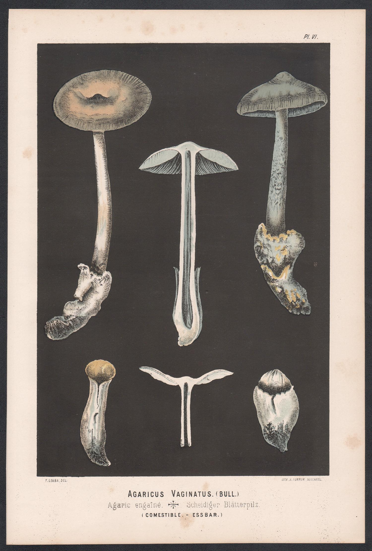 Agaricus Vaginatus, Leuba antique mushroom fungi chromolithograph print - Print by H Furrer after Fritz Leuba