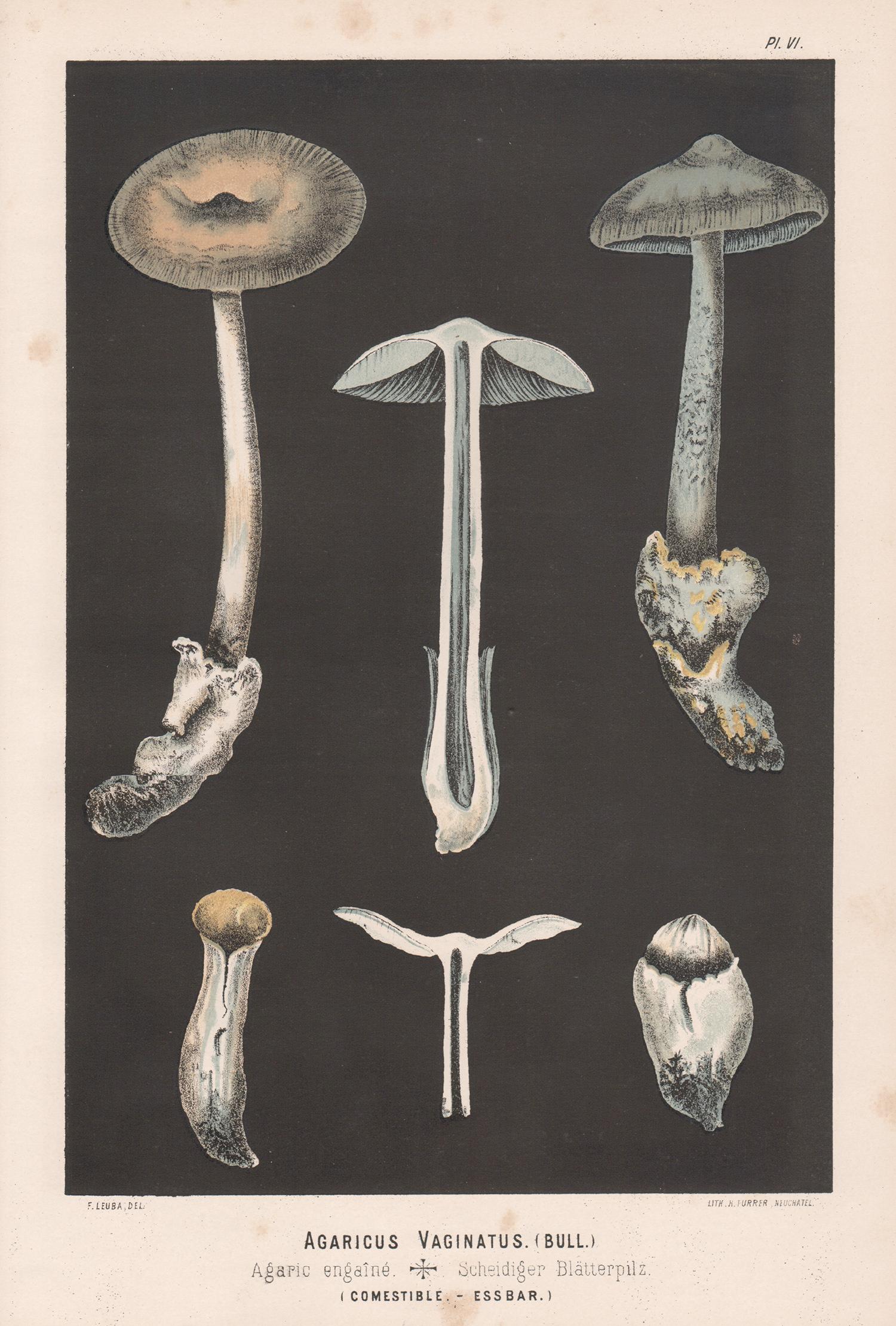 H Furrer after Fritz Leuba Print - Agaricus Vaginatus, Leuba antique mushroom fungi chromolithograph print