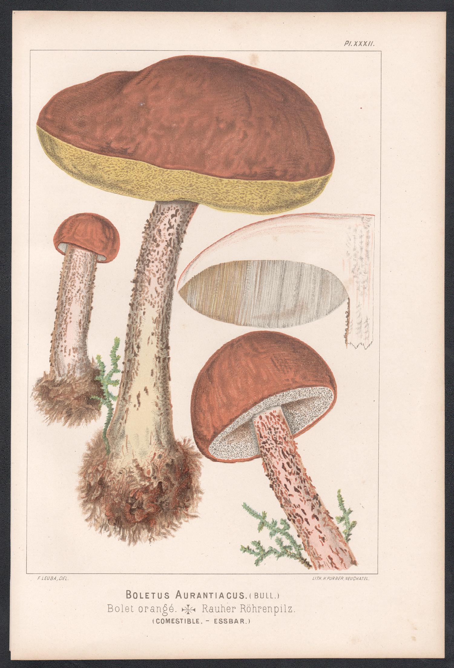 Boletus Aurantiacus, Leuba antique mushroom fungi chromolithograph print - Print by H Furrer after Fritz Leuba