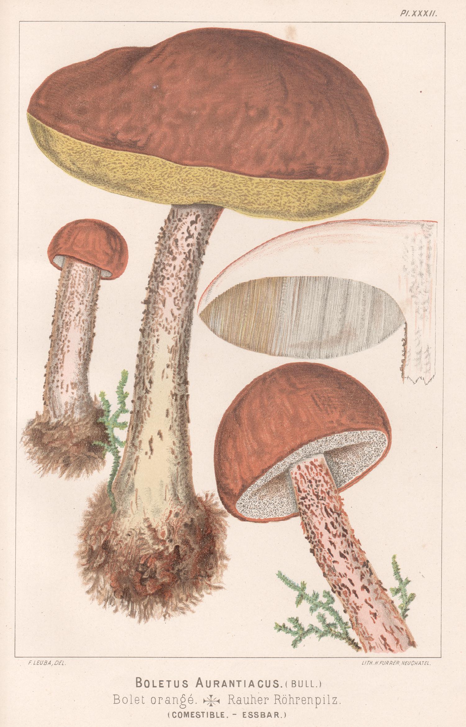 H Furrer after Fritz Leuba Still-Life Print - Boletus Aurantiacus, Leuba antique mushroom fungi chromolithograph print