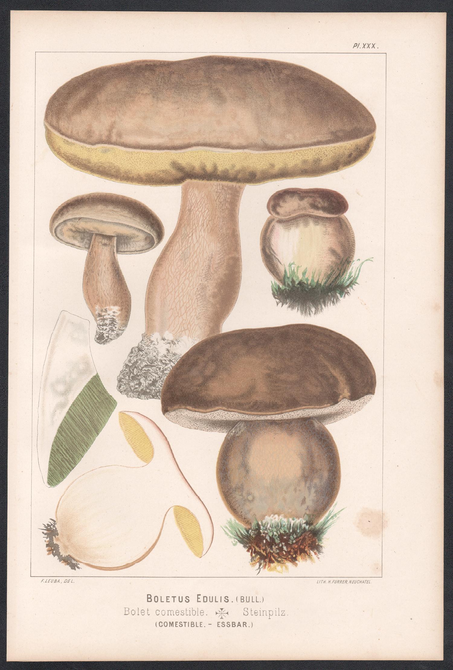 Boletus Edulis, Leuba antique mushroom fungi chromolithograph print - Print by H Furrer after Fritz Leuba