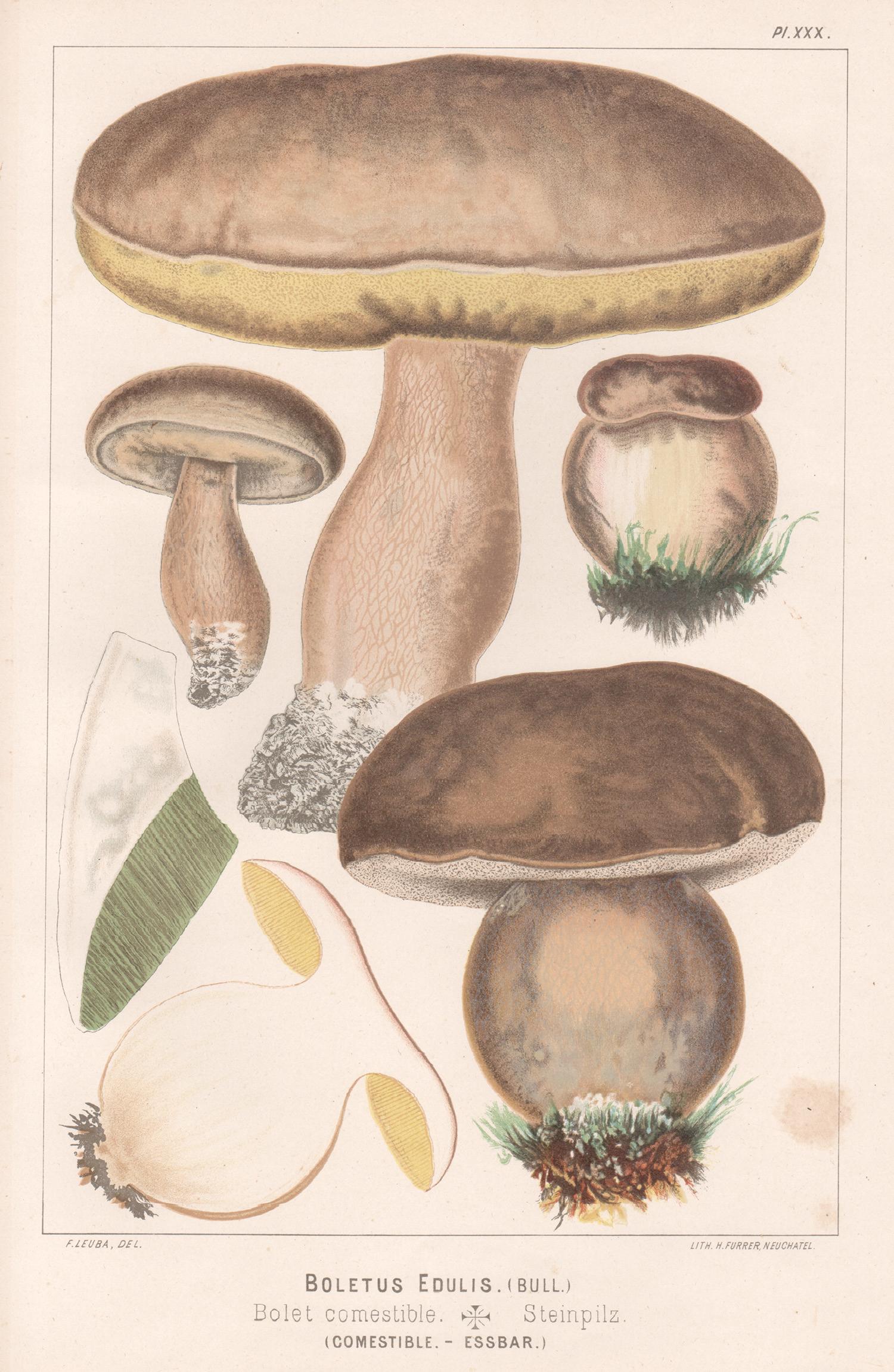 Boletus Edulis, Leuba antique mushroom fungi chromolithograph print
