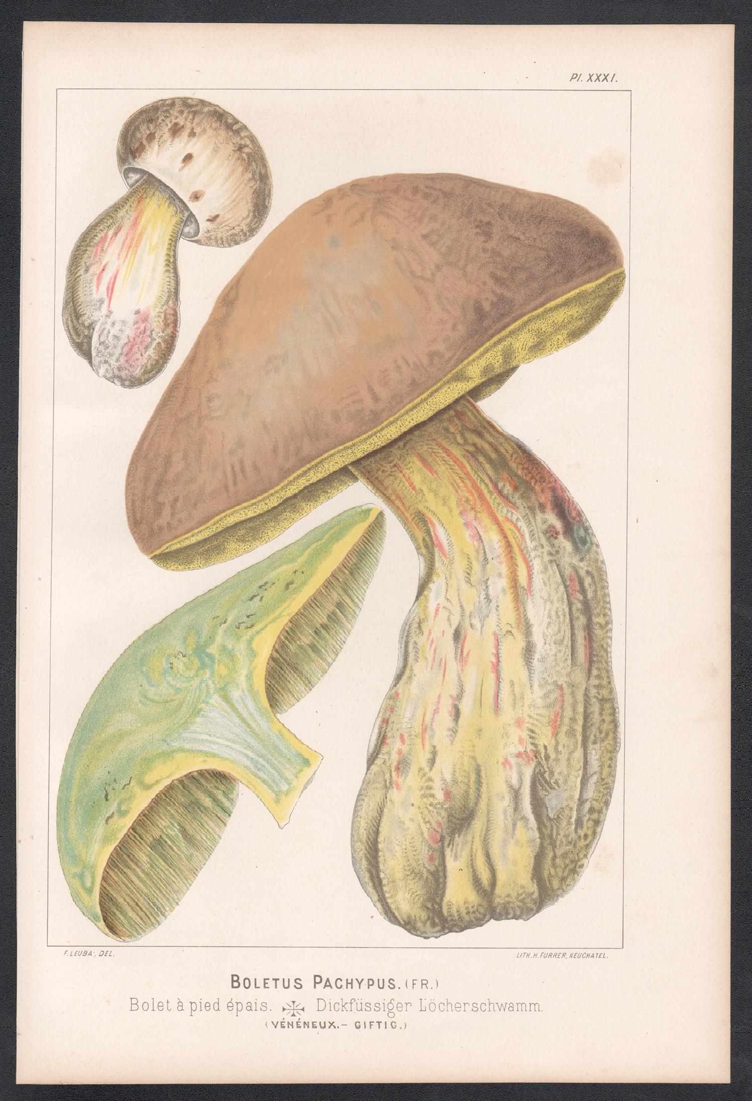 Boletus Pachypus, Leuba antique mushroom fungi chromolithograph print - Print by H Furrer after Fritz Leuba