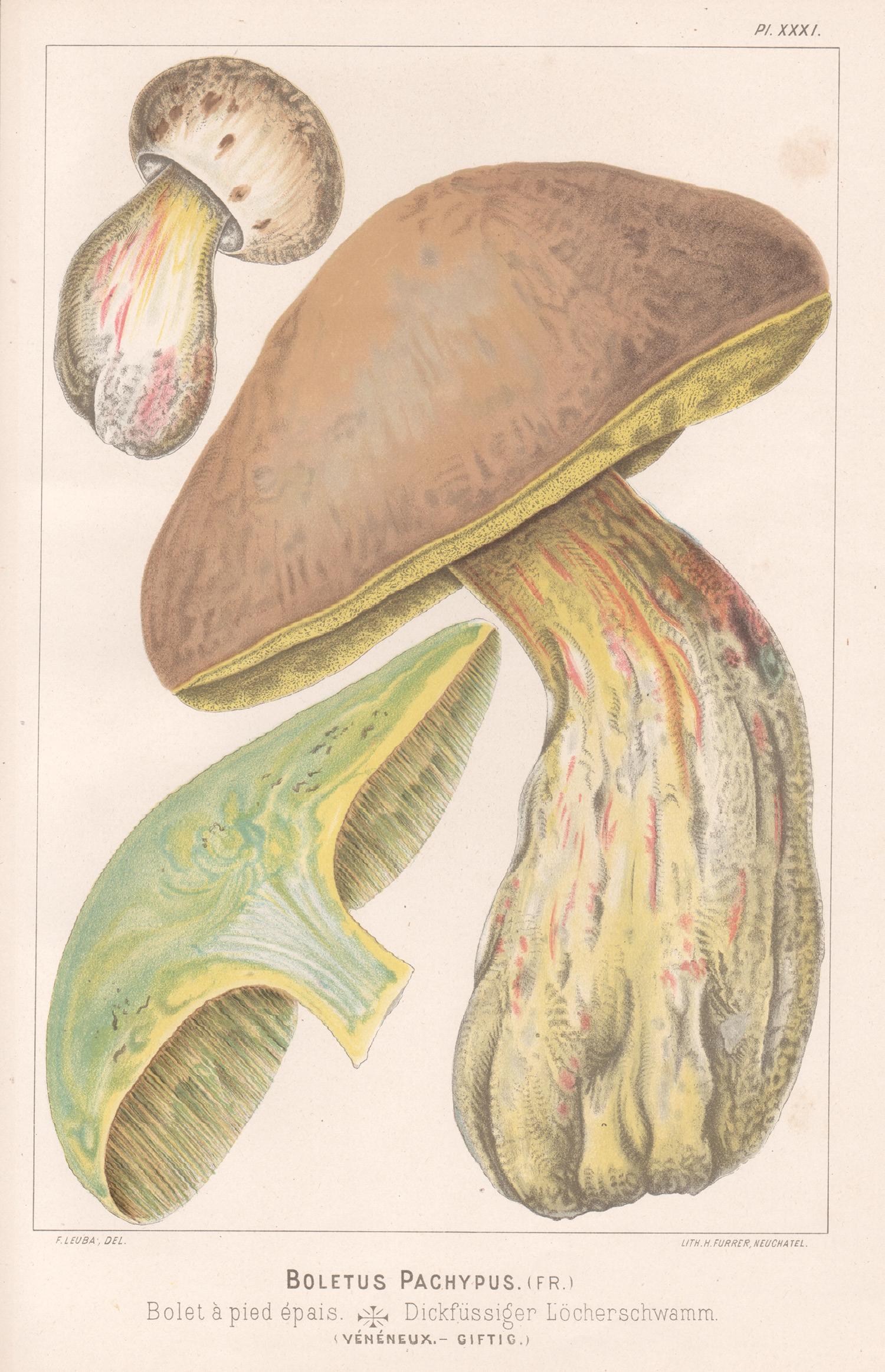 H Furrer after Fritz Leuba Print - Boletus Pachypus, Leuba antique mushroom fungi chromolithograph print