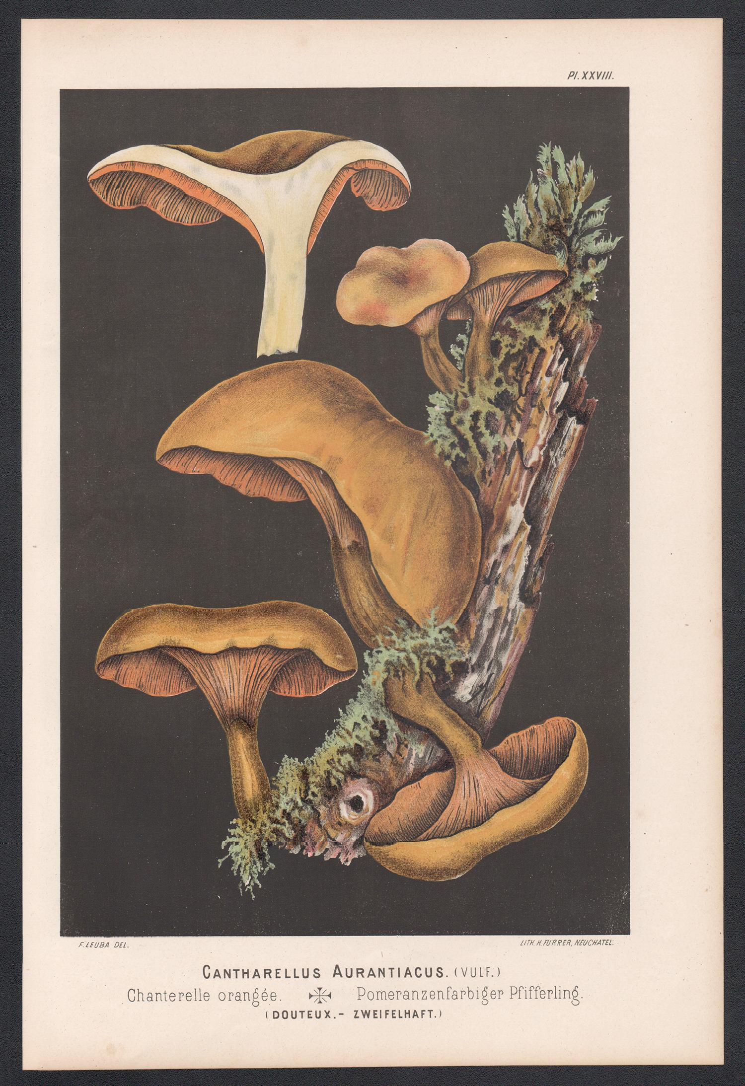 Cantharellus Aurantiacus, Fritz Leuba antique mushroom chromolithograph, 1890 - Print by H Furrer after Fritz Leuba