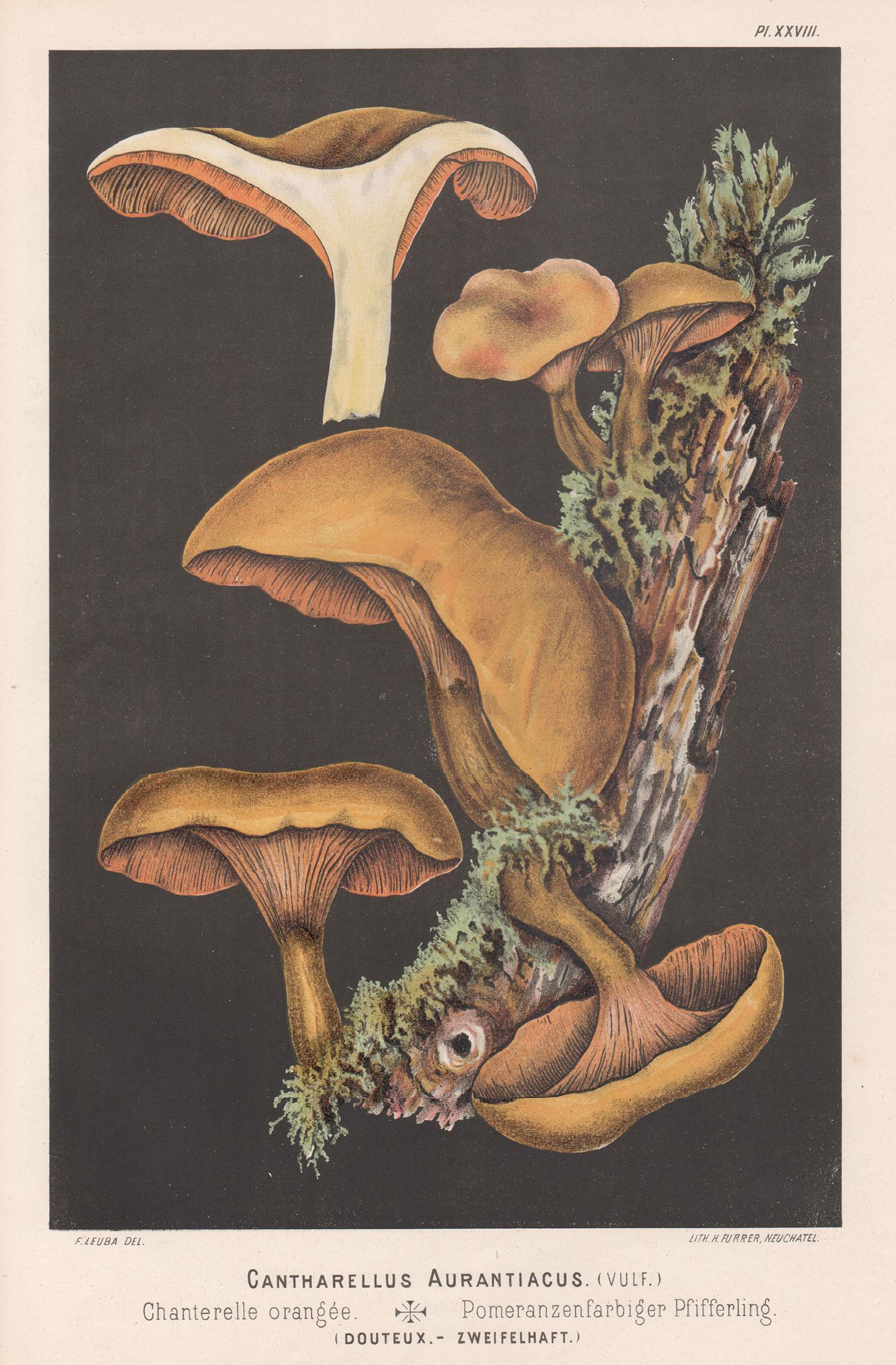 H Furrer after Fritz Leuba Still-Life Print - Cantharellus Aurantiacus, Fritz Leuba antique mushroom chromolithograph, 1890