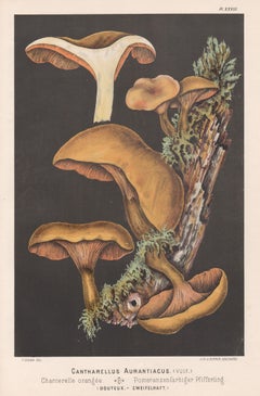 Cantharellus Aurantiacus, Fritz Leuba antique mushroom chromolithograph, 1890