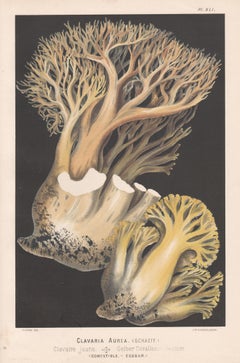 Lithograph Still-life Prints