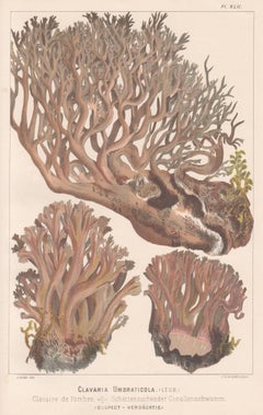 Clavaria Umbraticola, Leuba antique mushroom morel fungi chromolithograph print