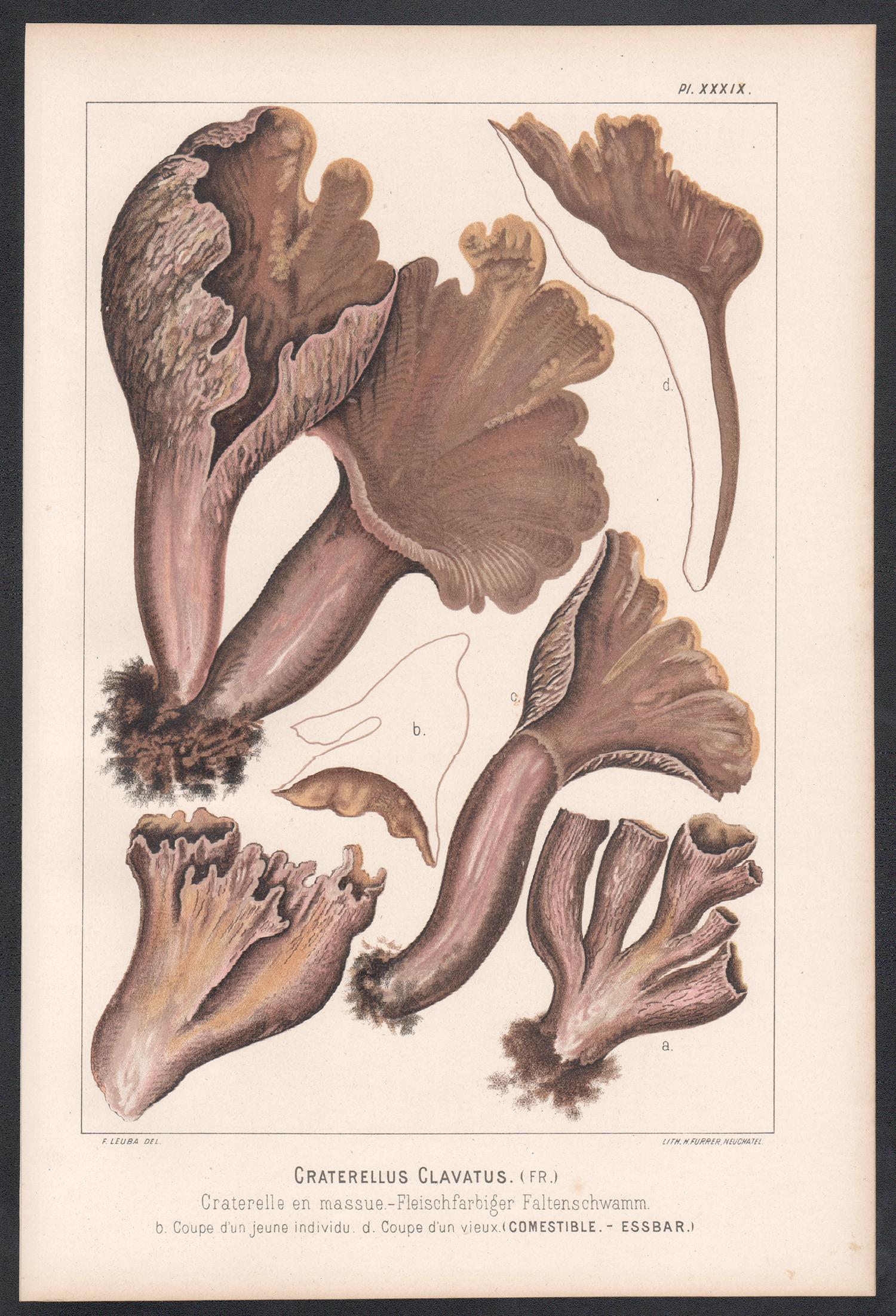 Craterellus Clavatus, Leuba antique mushroom fungi chromolithograph print - Print by H Furrer after Fritz Leuba