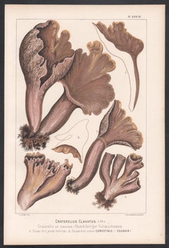 Craterellus Clavatus, Leuba antique mushroom fungi chromolithograph print