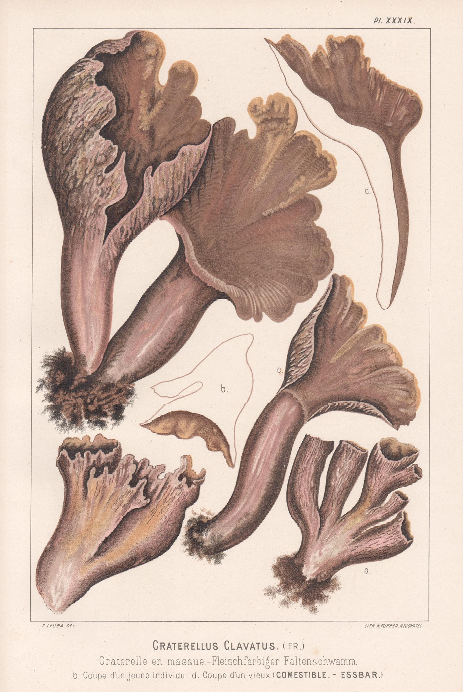 H Furrer after Fritz Leuba Still-Life Print - Craterellus Clavatus, Leuba antique mushroom fungi chromolithograph print