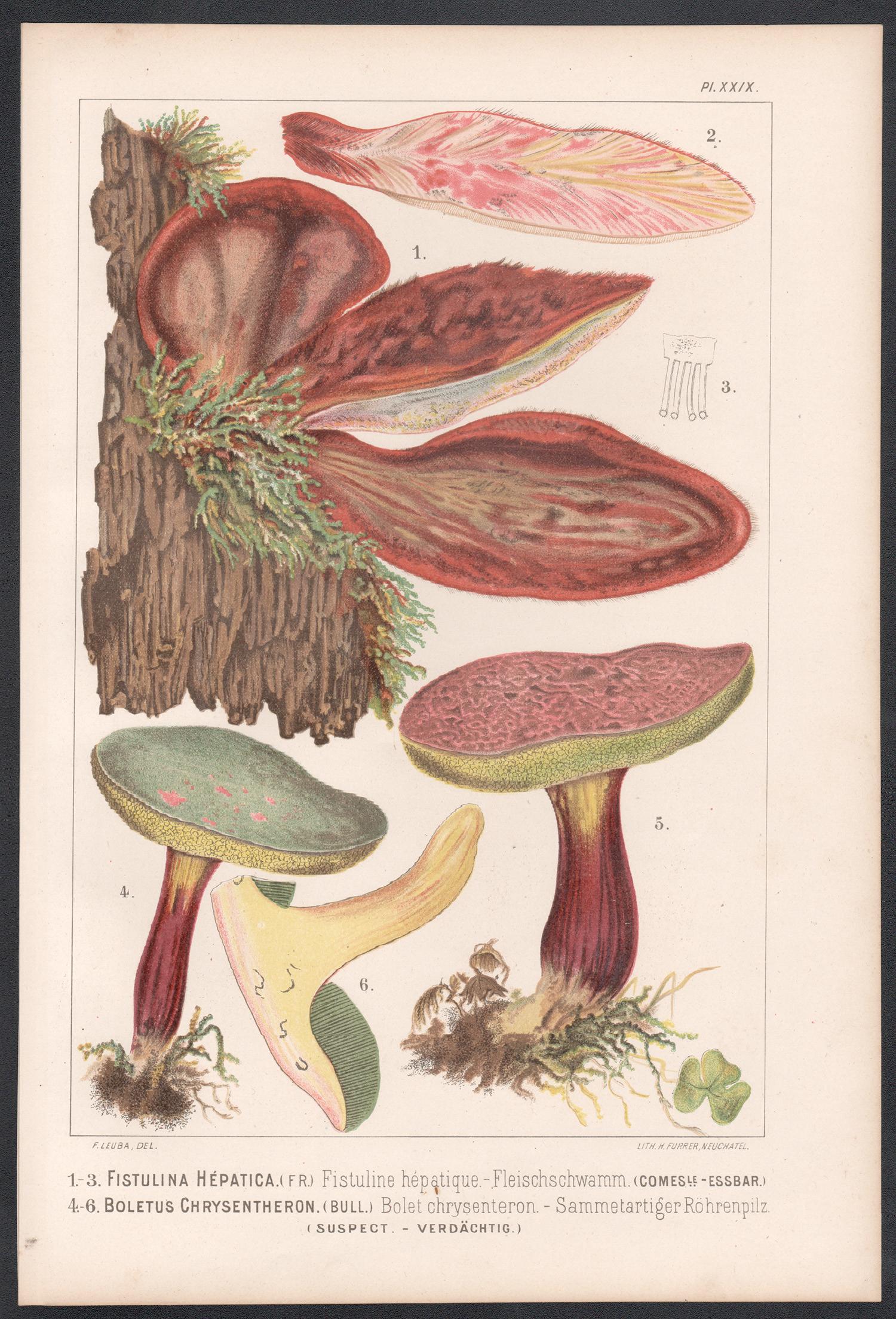 Fistulina Hepatica, Leuba antique mushroom fungi chromolithograph print - Print by H Furrer after Fritz Leuba