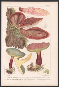 Fistulina Hepatica, Leuba antique mushroom fungi chromolithograph print