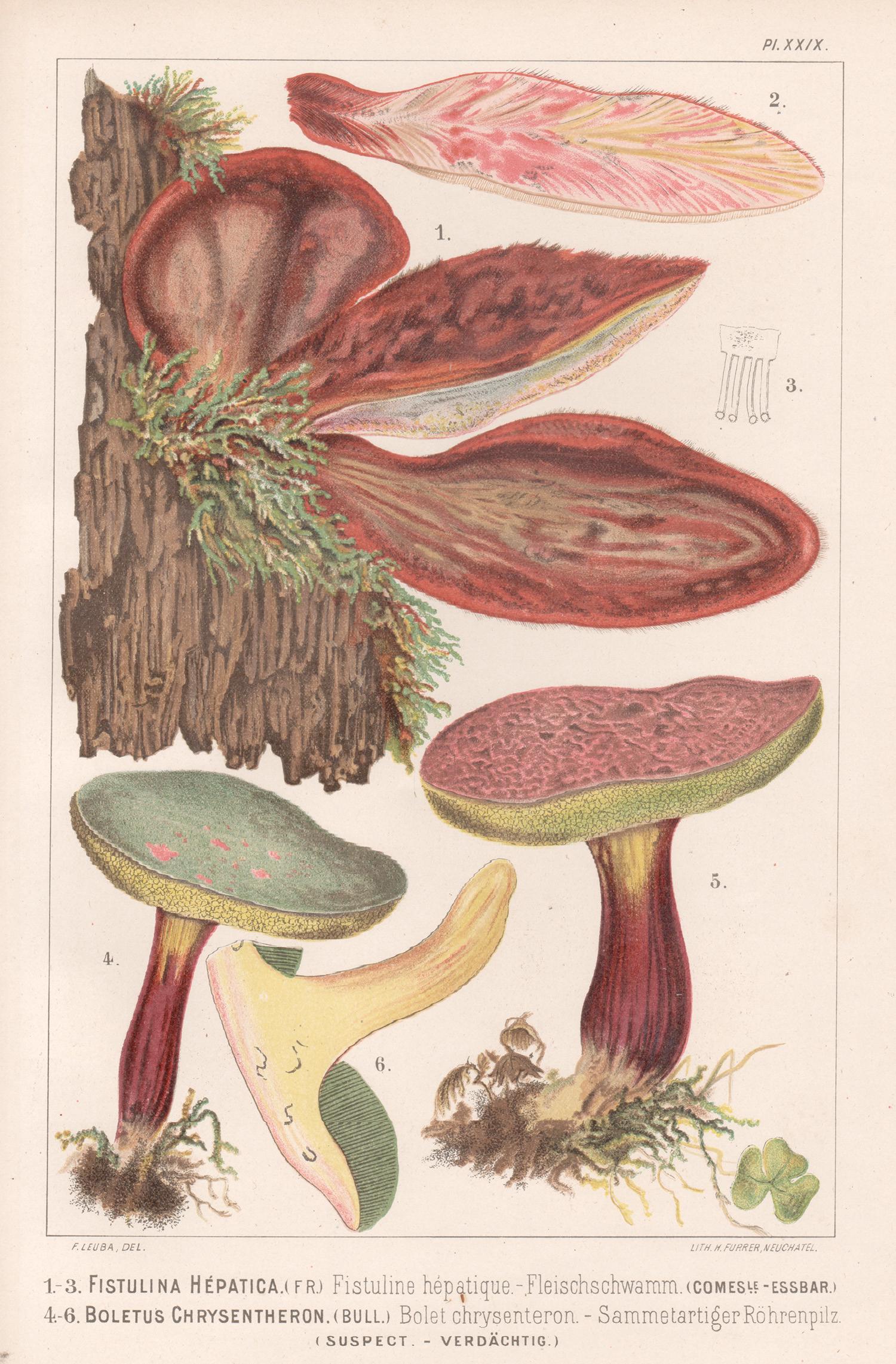 H Furrer after Fritz Leuba Still-Life Print - Fistulina Hepatica, Leuba antique mushroom fungi chromolithograph print