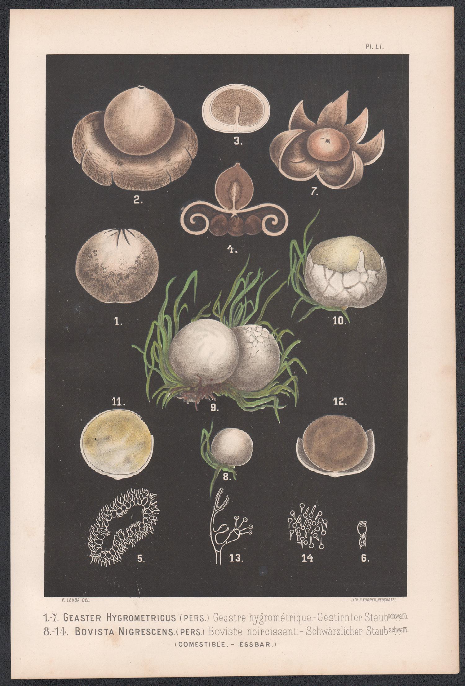 Geaster Hygrometricus, Leuba antique mushroom fungi food chromolithograph print - Print by H Furrer after Fritz Leuba