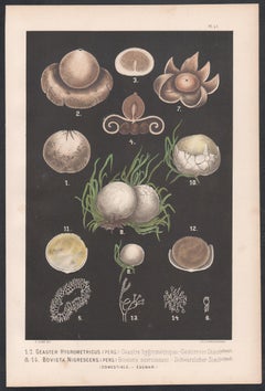 Geaster Hygrometricus, Leuba, antiker chromolithografischer Druck von Pilz, Pilz