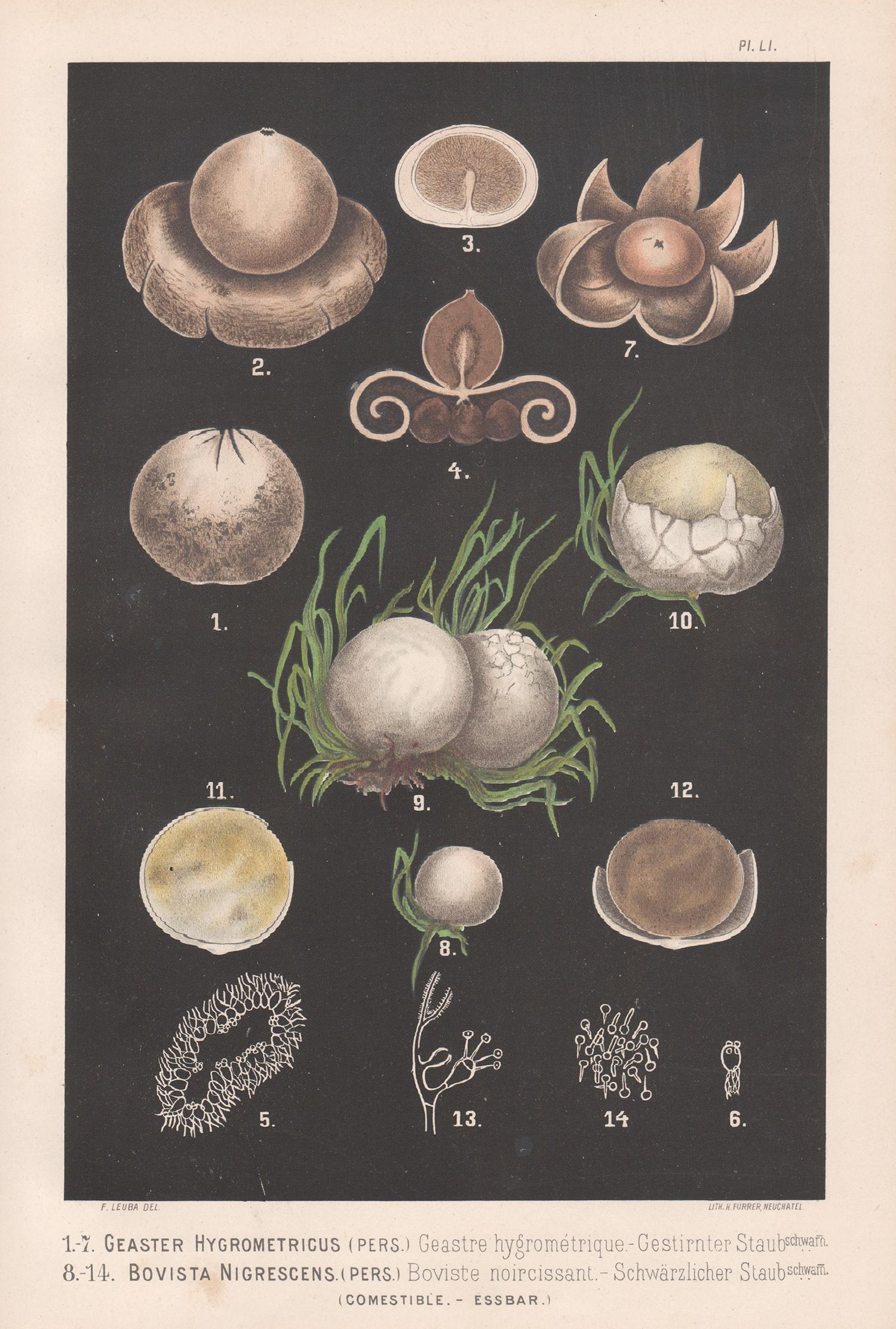 H Furrer after Fritz Leuba Still-Life Print - Geaster Hygrometricus, Leuba antique mushroom fungi food chromolithograph print