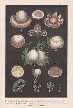 Impression chromolithographie ancienne champignon Hygrometricus de Leuba (Géaster Hygrometricus)