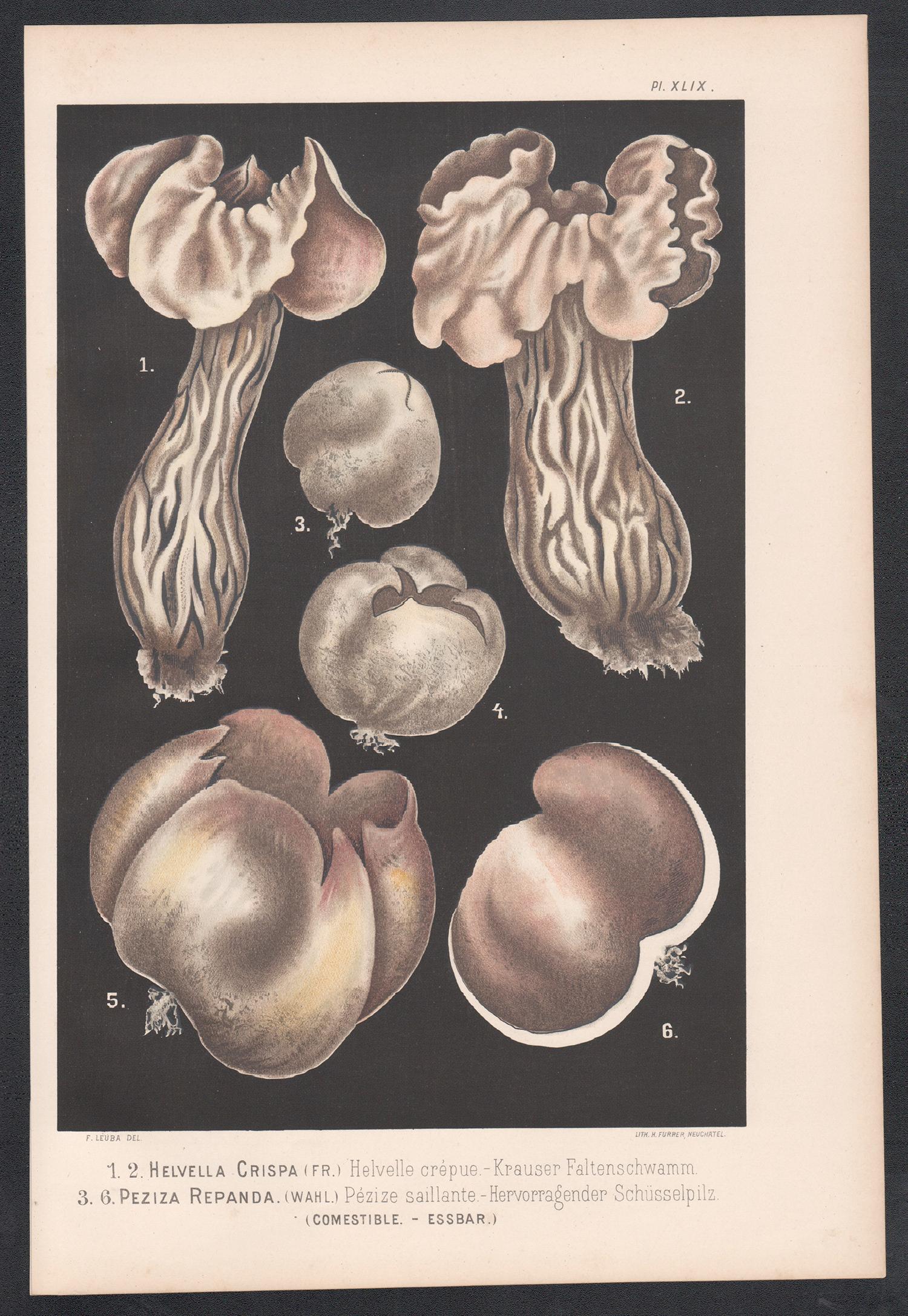 Helvella Crispa, Leuba antique mushroom fungi chromolithograph print - Print by H Furrer after Fritz Leuba