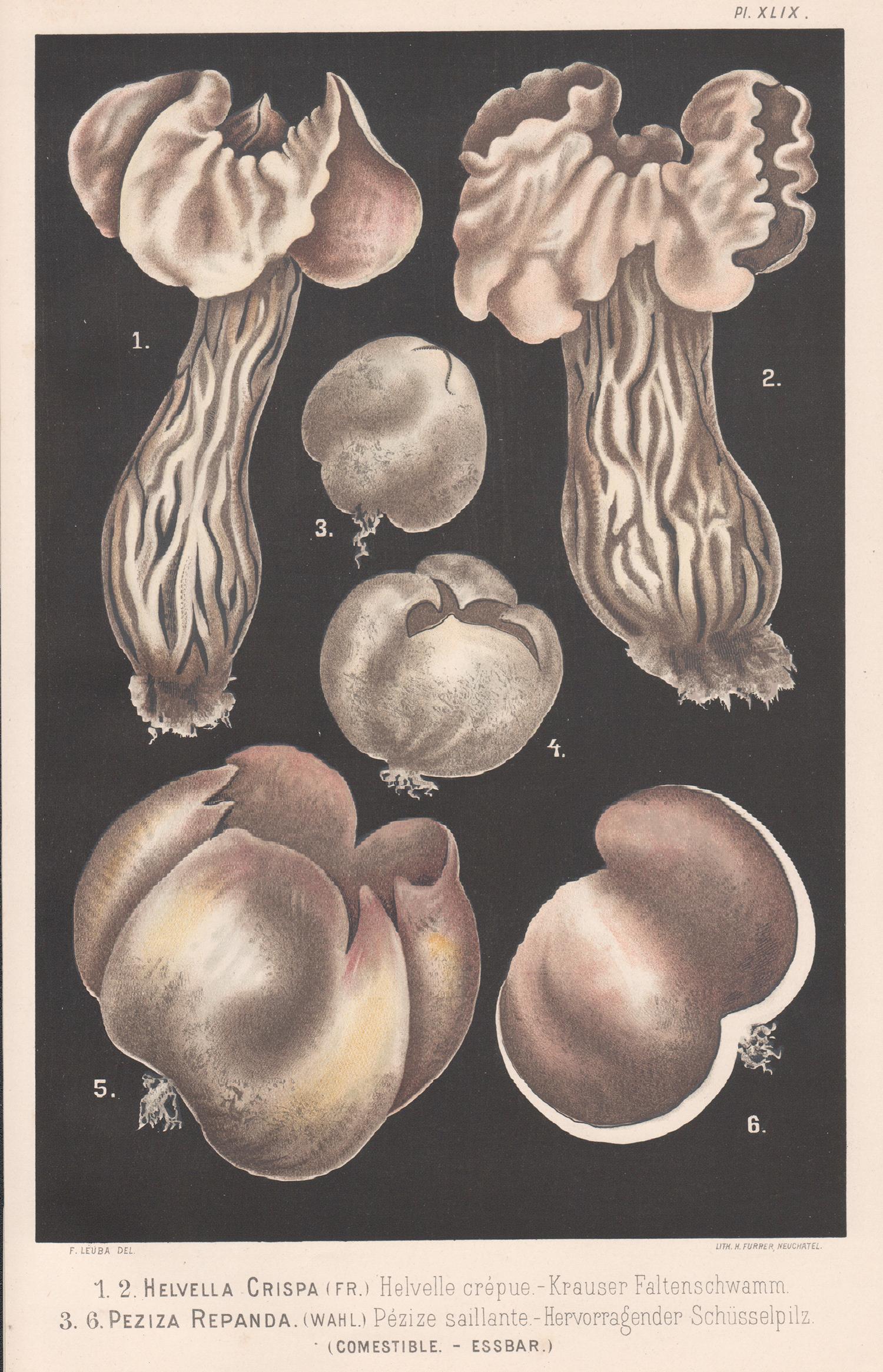 H Furrer after Fritz Leuba Still-Life Print - Helvella Crispa, Leuba antique mushroom fungi chromolithograph print