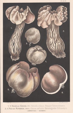 Helvella Crispa, Leuba antique mushroom fungi chromolithograph print