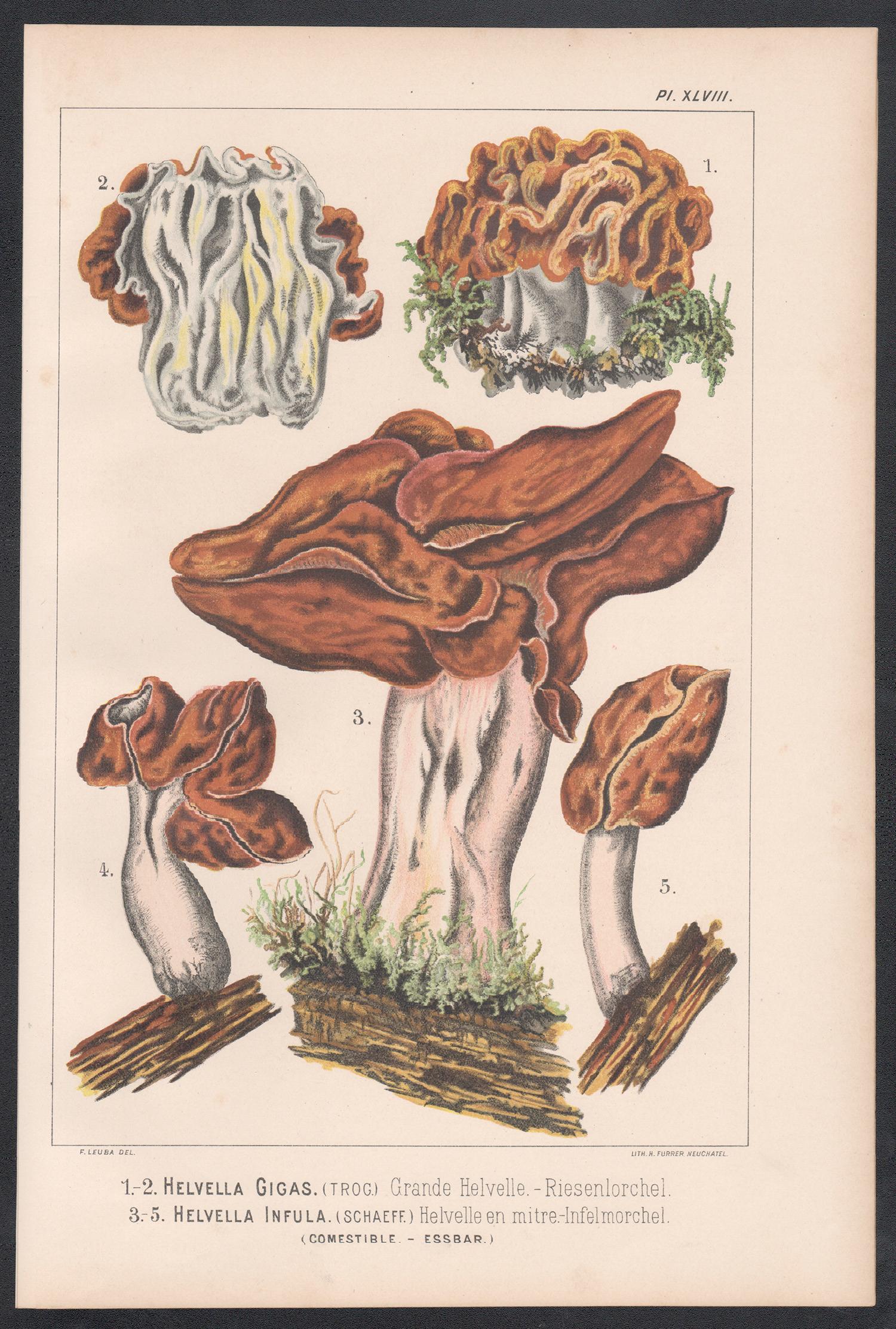 Helvella Gigas / Infula, Leuba antique mushroom fungi chromolithograph print - Print by H Furrer after Fritz Leuba