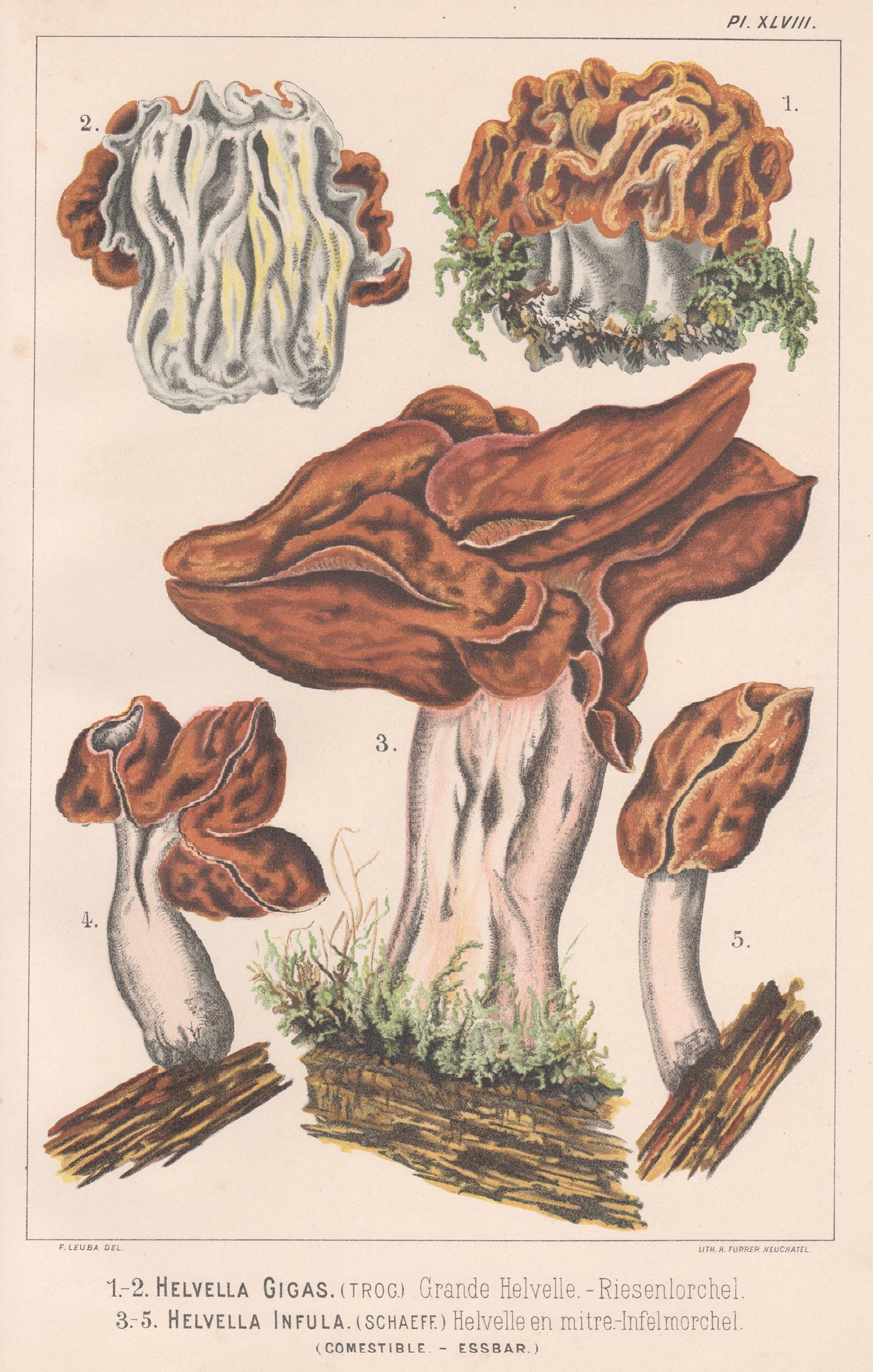 H Furrer after Fritz Leuba Print - Helvella Gigas / Infula, Leuba antique mushroom fungi chromolithograph print