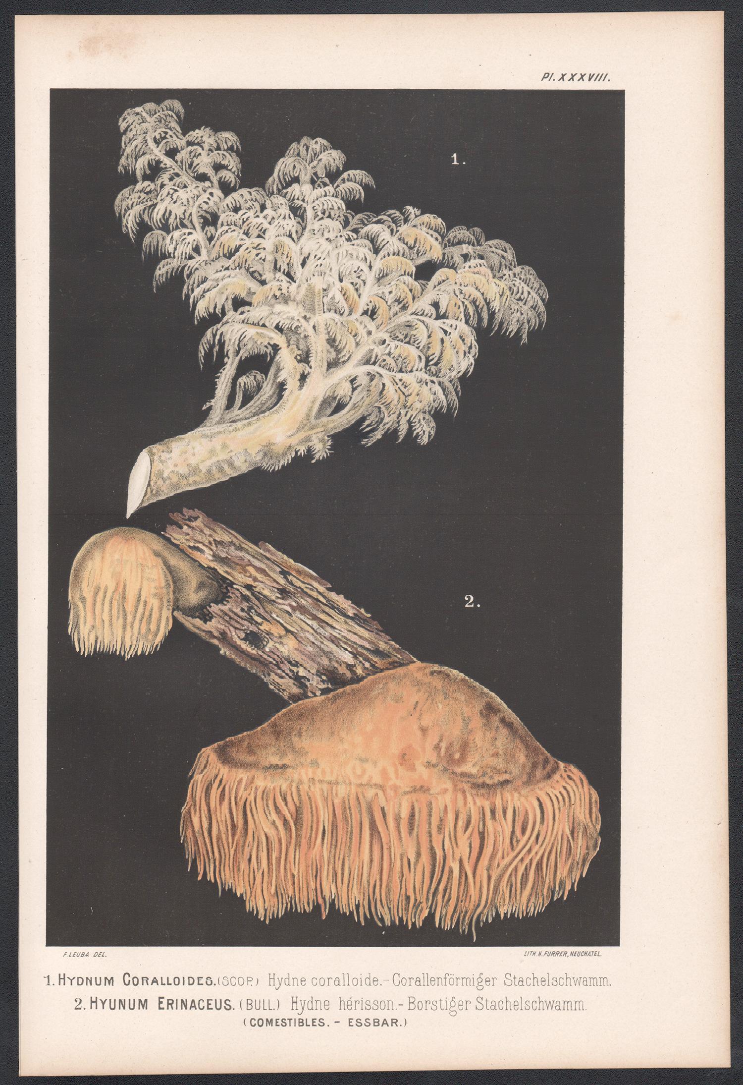 Hydnum Coralloides, Leuba antique mushroom fungi chromolithograph print - Print by H Furrer after Fritz Leuba