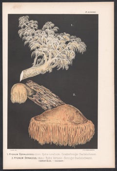 Hydnum Korallenloides, Leuba Antik-Chromolithographiedruck aus Pilz fungi
