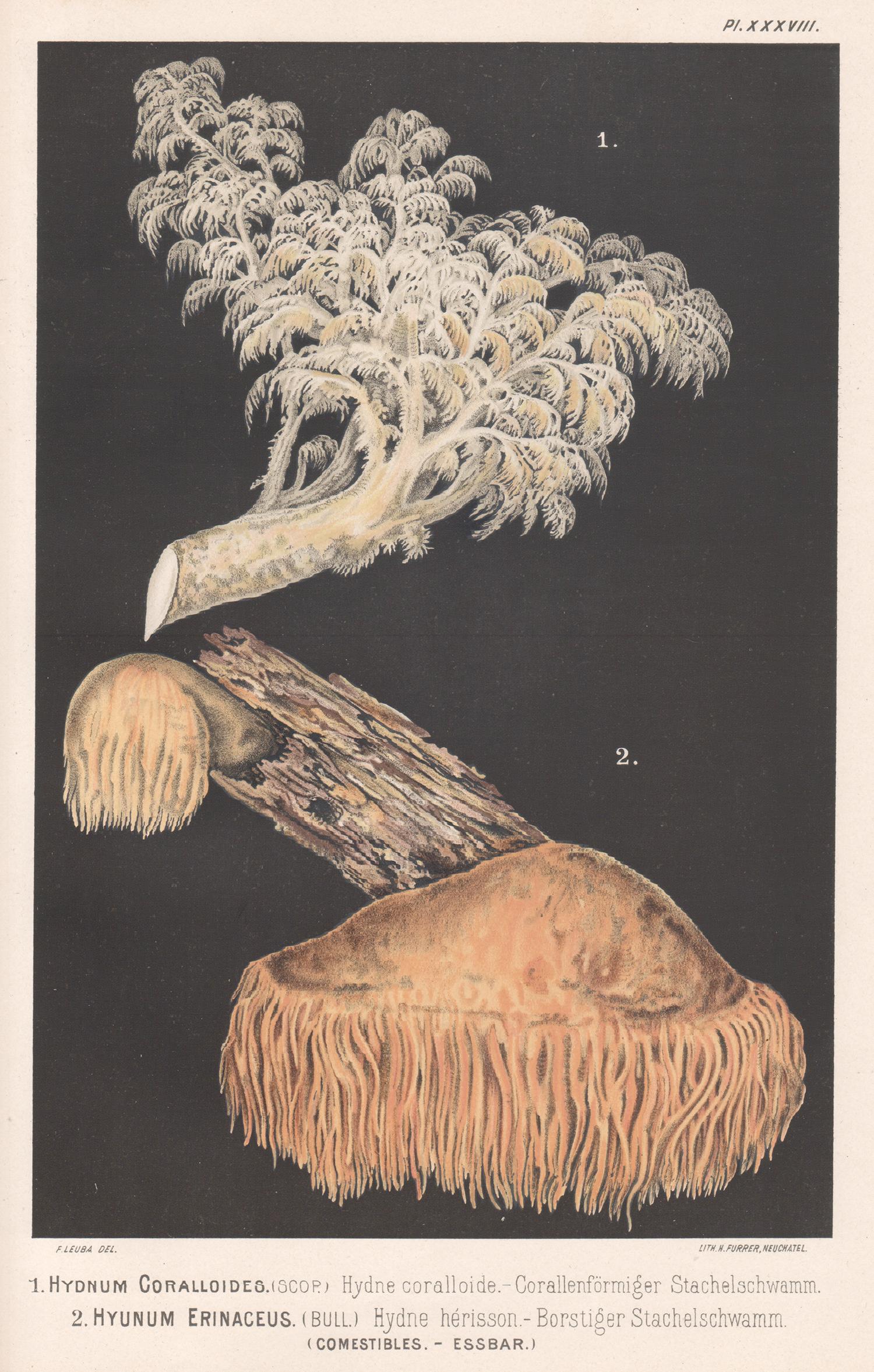 H Furrer after Fritz Leuba Still-Life Print - Hydnum Coralloides, Leuba antique mushroom fungi chromolithograph print