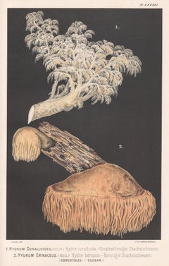 Hydnum Coralloides, Leuba antique mushroom fungi chromolithograph print