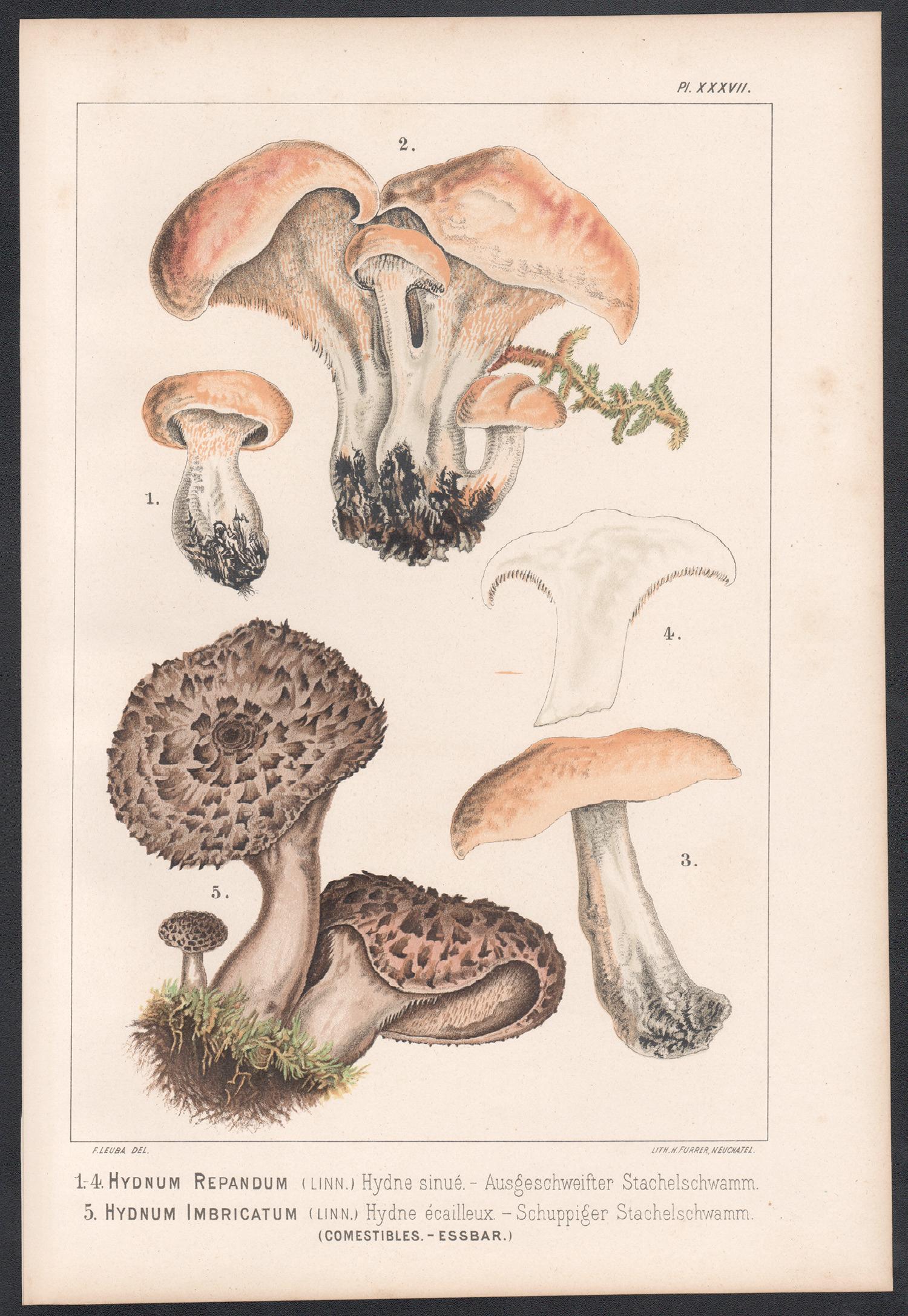 Hydnum Repandum/Imbricatum, Leuba antique mushroom fungi chromolithograph print - Print by H Furrer after Fritz Leuba