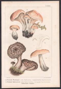 Hydnum Repandum/Imbricatum, Leuba-Chromolithographie, antike Pilz fungi