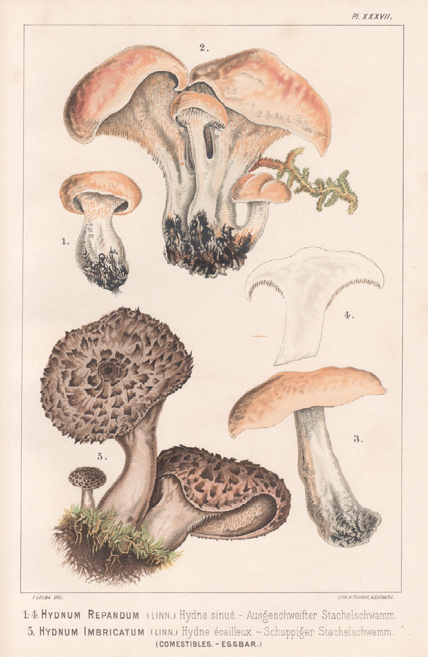 H Furrer after Fritz Leuba Print - Hydnum Repandum/Imbricatum, Leuba antique mushroom fungi chromolithograph print