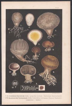 Échinatum de Lycoperdon, gravure chromolithographie ancienne Leuba en champignon
