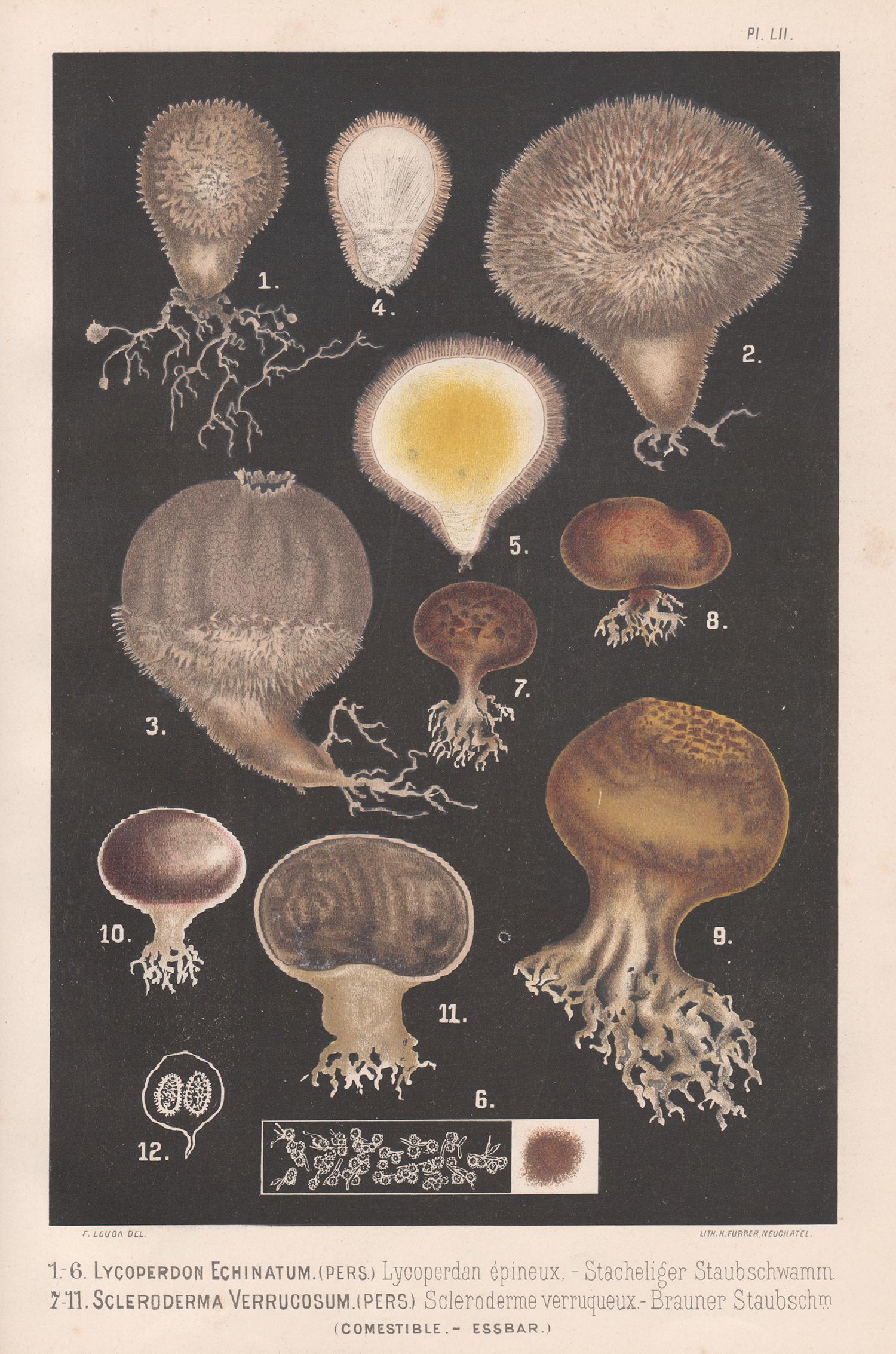 Lycoperdon Echinatum, Leuba hongos alimentarios antiguos impresión cromolitográfica