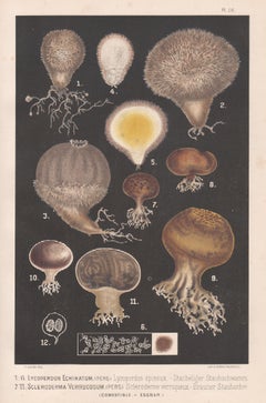Lycoperdon Echinatum, Leuba antique mushroom fungi food chromolithograph print