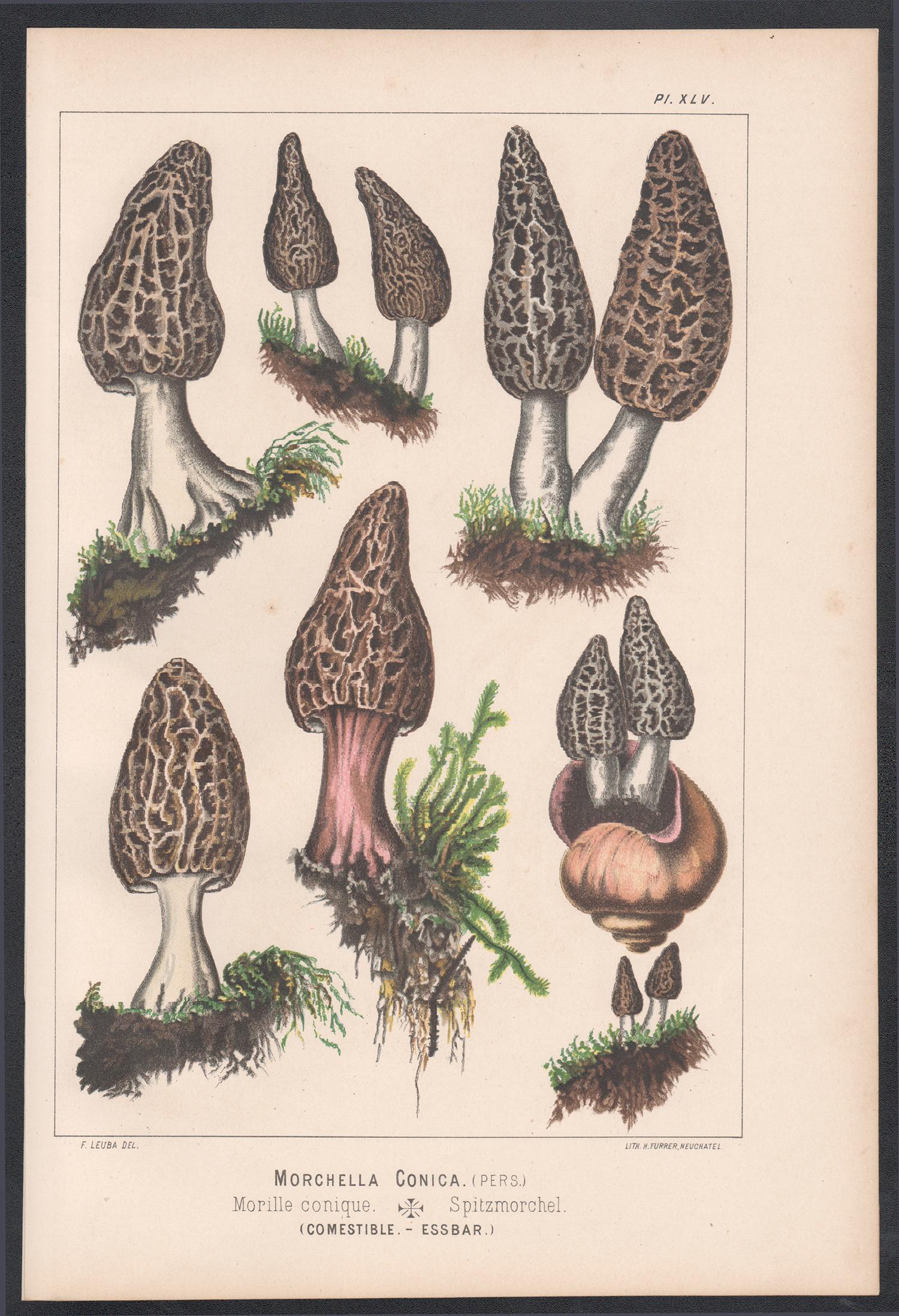 Morchella Conica, Leuba antique mushroom fungi morel chromolithograph print - Print by H Furrer after Fritz Leuba