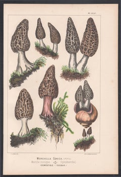 Morchella Conica, Leuba, antiker chromolithografischer Druck von Pilz fungi